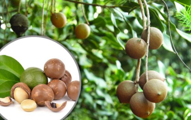 Hạt mắc ca tốt như thế nào đối với sức khỏe?